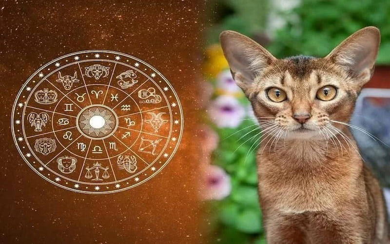 Tuổi Mão hợp hướng nào? Phong thủy nhà cho người tuổi Mão