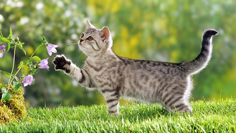 Tuổi mão hợp hướng nào